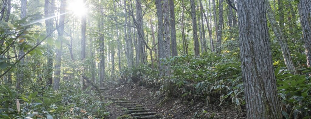 山緑部門