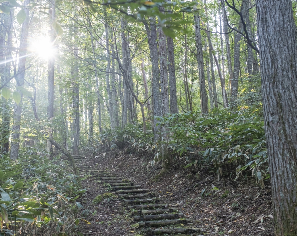 山緑部門